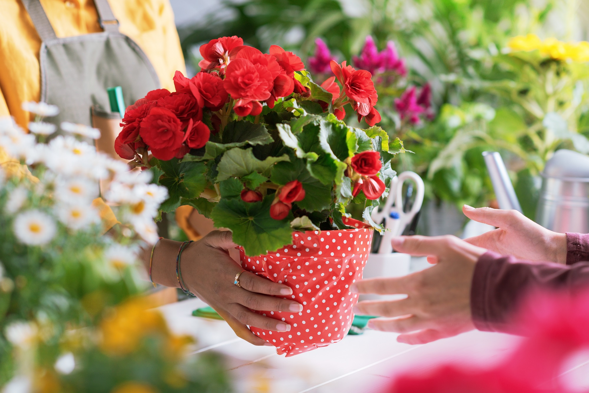 Professional,Florist,Giving,A,Wrapped,Flowering,Plant,To,A,Customer,