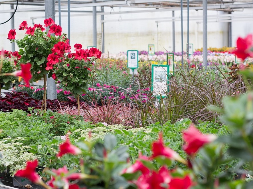 Balkon und Terrasse rufen! – Jetzt schöne Pflanzen aussuchen